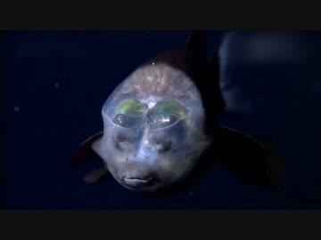 深世界ゟ「深海発光生物の世界」(02 of 02)