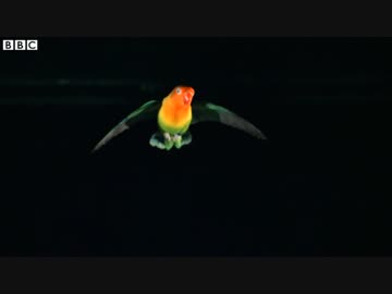 鳥の飛び方解明へ　人工風洞で観察