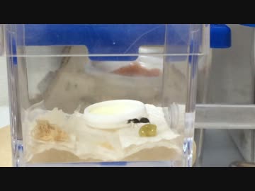 蟻戦争＃47 第２回グルメ選手権編