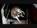 バンザイしながら丸くなる猫。