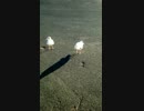 カモメのタップダンス