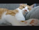 ご機嫌ナナメです(-_-)zzz