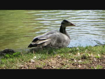 【鳥さんぽ】ドイツの野鳥【ミュンヘン他】