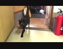 おやつに釣られるあずにゃん