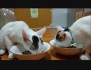 【捨て猫６３】初めて買って来た○○なご飯