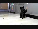 あずにゃんが釣れたｗ