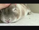 うさぎをなでる動画②