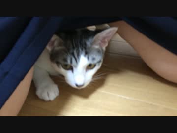 スカートの中が大好きな猫