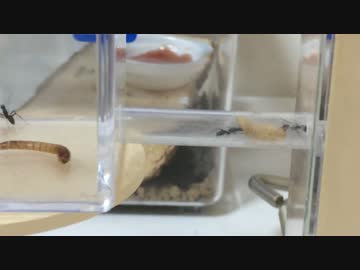 蟻戦争＃48 集団戦！激闘ミルワーム編