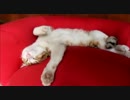 猫をダメにするソファー