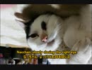 なっちゃん、よっくりと右目を閉じる／Nacchan, slowly closing the right eye