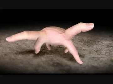 指の進化｜Walks of Life