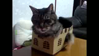 箱にはまってる猫