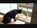 台風が気になるにゃん①