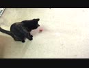 虫のオモチャに戸惑うあずきｗ
