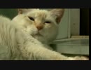 飼い猫が大型犬７頭を襲撃、１頭けが　カナダ