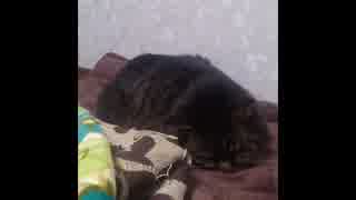 19秒後落ちる猫　