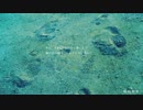 転校前夜　歌ってみた　へいほ