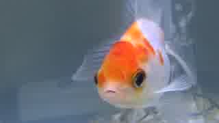 金魚水槽　その２