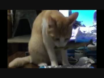 おさかなくわえたロビンさん