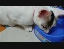 【捨て猫６４】まだまだ暑いので猫も水をたくさん飲みます