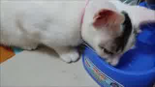 【捨て猫６４】まだまだ暑いので猫も水をたくさん飲みます
