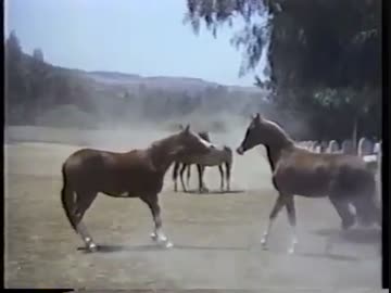 馬と人間『戦場のパートナー』1/2