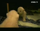 白熊のフロッケ