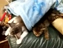 【発掘】仔猫時代のしゃもとささみ