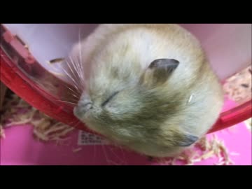 うちのこが滑車でゆらゆら寝てるだけ