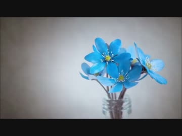 【ニコカラ】初恋 ～ acoustic version ～ / Flower ≪off vocal≫