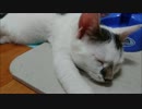 【捨て猫６５】30秒で猫が眠る動画