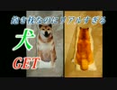 UFOキャッチャー　リアルな犬GETしたった。