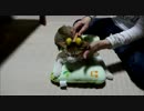 コロコロローラーで遊ぶ猫。猫マッサージでうっとり。