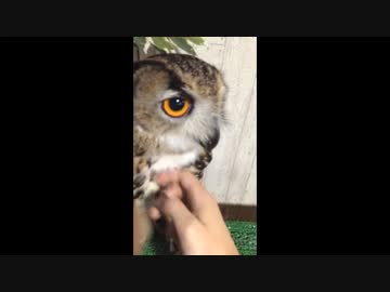 ワシミミズクをひたすらモフって来た。