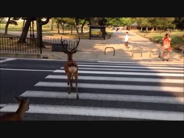 横断歩道を渡る鹿たち