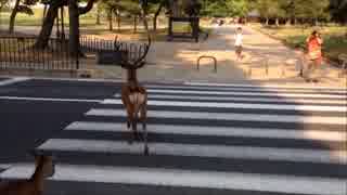 横断歩道を渡る鹿たち