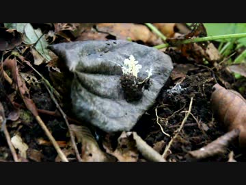 虫草観察・採取講座　～地生型その②～