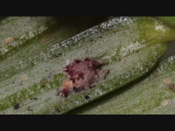 虫草観察・採取講座　～気生型・朽木生型～