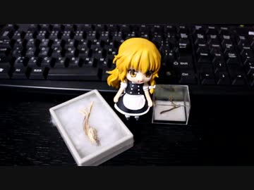 虫草観察・採取講座　～道具紹介・クリーニング編～