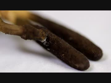 ウメムラセミタケの胞子散布