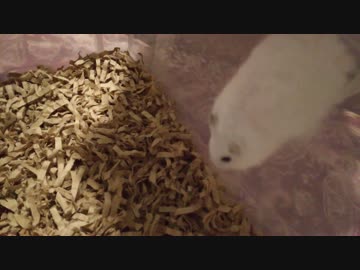 ひとんちでくつろぐハム･･･