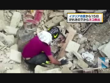 イタリア地震から１５日、がれきの下からネコ救出