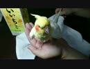 いいちこインコの爪切り