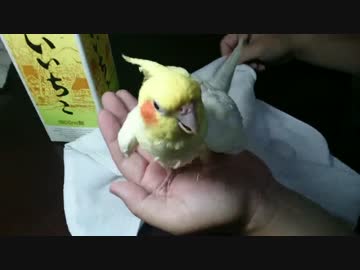 いいちこインコの爪切り