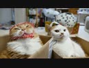 【マンチカンズ】ねこポリスと泥棒ねこ