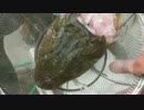 【にしやんFC】初心者が自分で釣ったマゴチを捌く！