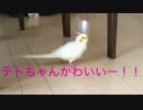 自分が1番だと思っているオカメインコのテト