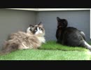 レオとしじみの新生活 Vol.34 　日向ぼっこをする猫