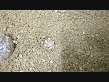 アメフクラガエル　土に帰る